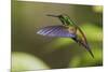 Copper-rumped Hummingbird-Ken Archer-Mounted Premium Photographic Print