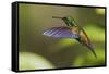 Copper-rumped Hummingbird-Ken Archer-Framed Stretched Canvas