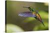 Copper-rumped Hummingbird-Ken Archer-Stretched Canvas