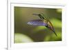 Copper-rumped Hummingbird-Ken Archer-Framed Photographic Print