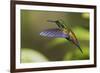 Copper-rumped Hummingbird-Ken Archer-Framed Photographic Print