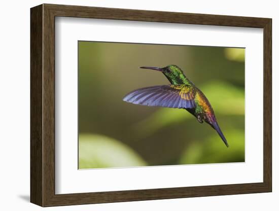 Copper-rumped Hummingbird-Ken Archer-Framed Photographic Print