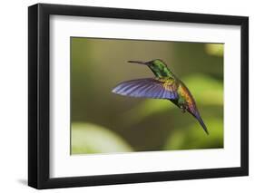 Copper-rumped Hummingbird-Ken Archer-Framed Photographic Print