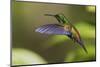 Copper-rumped Hummingbird-Ken Archer-Mounted Photographic Print