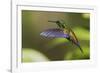 Copper-rumped Hummingbird-Ken Archer-Framed Photographic Print