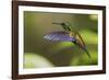 Copper-rumped Hummingbird-Ken Archer-Framed Photographic Print