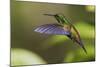 Copper-rumped Hummingbird-Ken Archer-Mounted Photographic Print