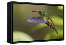 Copper-rumped Hummingbird-Ken Archer-Framed Stretched Canvas