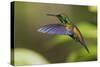 Copper-rumped Hummingbird-Ken Archer-Stretched Canvas