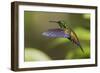 Copper-rumped Hummingbird-Ken Archer-Framed Photographic Print