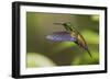 Copper-rumped Hummingbird-Ken Archer-Framed Photographic Print