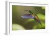 Copper-rumped Hummingbird-Ken Archer-Framed Photographic Print