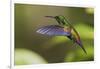 Copper-rumped Hummingbird-Ken Archer-Framed Photographic Print