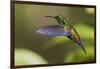 Copper-rumped Hummingbird-Ken Archer-Framed Photographic Print