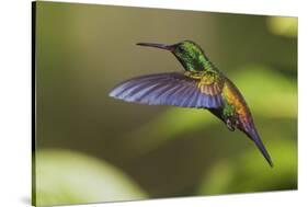Copper-rumped Hummingbird-Ken Archer-Stretched Canvas
