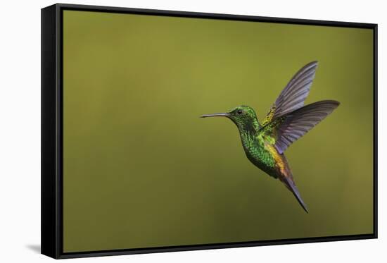 Copper-rumped Hummingbird-Ken Archer-Framed Stretched Canvas