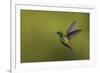 Copper-rumped Hummingbird-Ken Archer-Framed Photographic Print