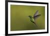 Copper-rumped Hummingbird-Ken Archer-Framed Photographic Print