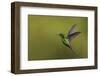 Copper-rumped Hummingbird-Ken Archer-Framed Photographic Print