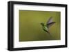 Copper-rumped Hummingbird-Ken Archer-Framed Photographic Print