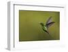 Copper-rumped Hummingbird-Ken Archer-Framed Photographic Print