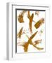 Copper Strokes II-Susan Bryant-Framed Art Print