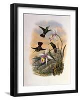 Copper-Tailed Amazili, Amazilia Cupreicauda-John Gould-Framed Giclee Print