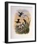 Copper-Tailed Amazili, Amazilia Cupreicauda-John Gould-Framed Giclee Print