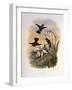 Copper-Tailed Amazili, Amazilia Cupreicauda-John Gould-Framed Giclee Print