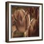 Copper Tulips-Mindy Sommers-Framed Giclee Print