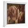 Copper Tulips-Mindy Sommers-Framed Giclee Print