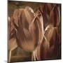 Copper Tulips-Mindy Sommers-Mounted Giclee Print