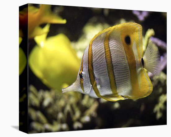 Copperband Butterfly Fish-Michael Polk-Stretched Canvas