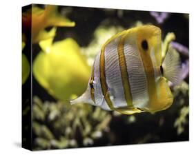 Copperband Butterfly Fish-Michael Polk-Stretched Canvas