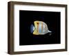 Copperband Butterfly-Durwood Coffey-Framed Giclee Print