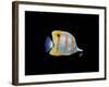 Copperband Butterfly-Durwood Coffey-Framed Giclee Print