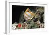 Copperbanded Butterflyfish-Peter Scoones-Framed Photographic Print