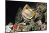 Copperbanded Butterflyfish-Peter Scoones-Mounted Photographic Print