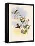 Coppercrown, Elvira Cupreiceps-John Gould-Framed Stretched Canvas