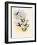 Coppercrown, Elvira Cupreiceps-John Gould-Framed Giclee Print