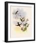 Coppercrown, Elvira Cupreiceps-John Gould-Framed Giclee Print