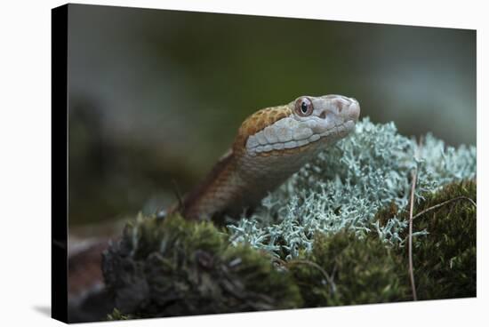 Copperhead, Agkistrodon Contortrix, Captive, Northern Georgia, USA-Pete Oxford-Stretched Canvas