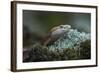 Copperhead, Agkistrodon Contortrix, Captive, Northern Georgia, USA-Pete Oxford-Framed Photographic Print