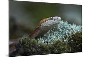 Copperhead, Agkistrodon Contortrix, Captive, Northern Georgia, USA-Pete Oxford-Mounted Photographic Print