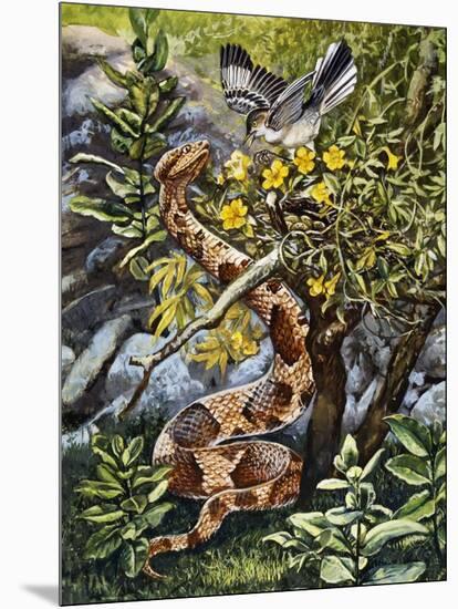 Copperhead (Agkistrodon Contortrix), Viperidae-null-Mounted Giclee Print