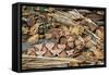 Copperhead Snake-null-Framed Stretched Canvas