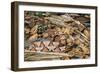 Copperhead Snake-null-Framed Premium Photographic Print