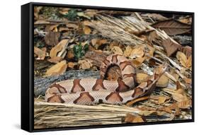 Copperhead Snake-null-Framed Stretched Canvas