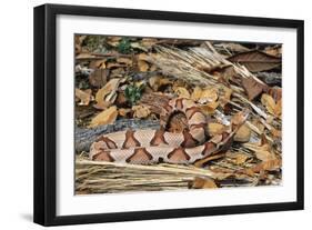 Copperhead Snake-null-Framed Photographic Print