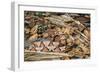 Copperhead Snake-null-Framed Photographic Print